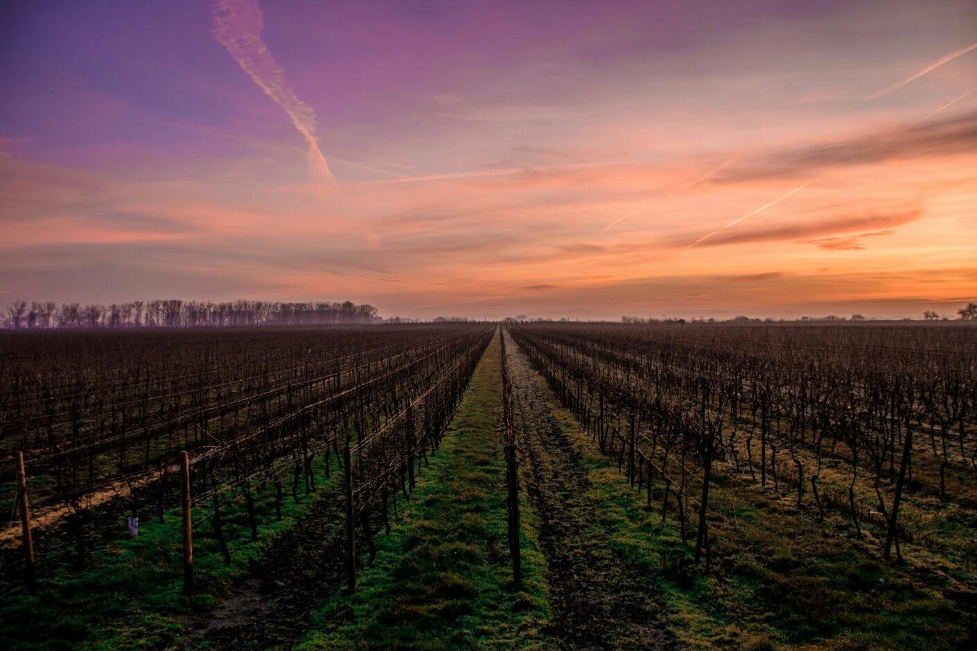 Forgotten no more: the rebirth of wine
