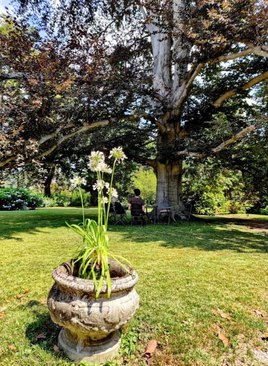 Il parco del Dandelion Suites &amp; Park