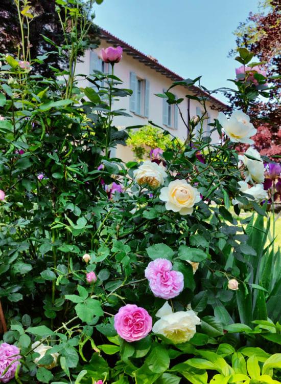 Il parco del Dandelion Suites &amp; Park